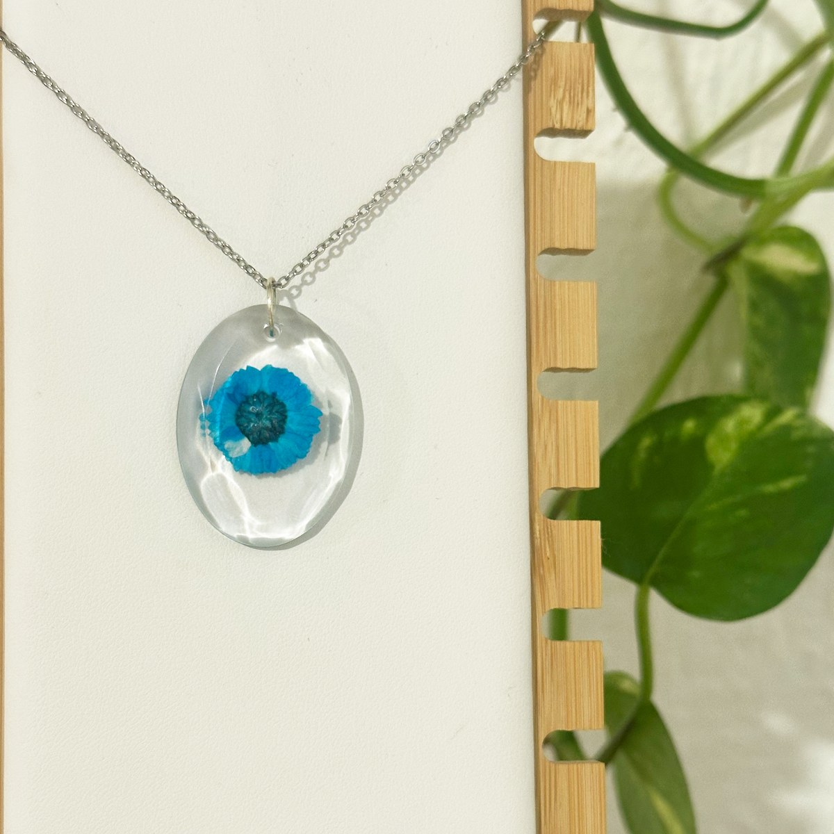 Collar Cyanocitta