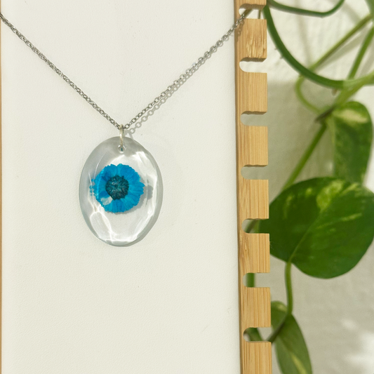 Collar Cyanocitta