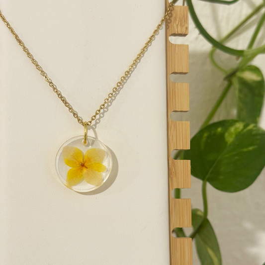 Collar Oriolus